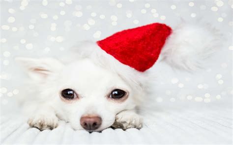 Christmas Animals Cute Wallpapers - Wallpaper Cave