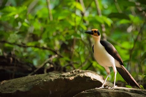 16 Day Ghana Birding and Nature Tour - Birding by Locals