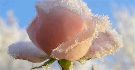 Authentically Yours: Roses in the Snow