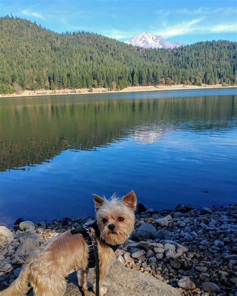 Another fun weekend with my humans! Hike at the Siskiyou Lake! #yorkishire #yorkiestyle # ...