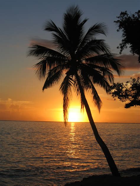 File:Sunset with coconut palm tree, Fiji.jpg - Wikipedia
