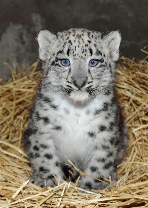 Snow Leopard Cub Born at Brookfield Zoo | Baby snow leopard, Snow ...