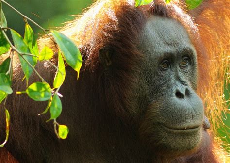 Semenggoh Wildlife Centre - Sarawak's orangutan sanctuary