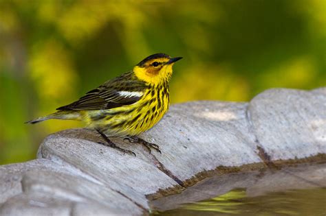 Michael Henry Cape May Warbler : The National Wildlife Federation Blog