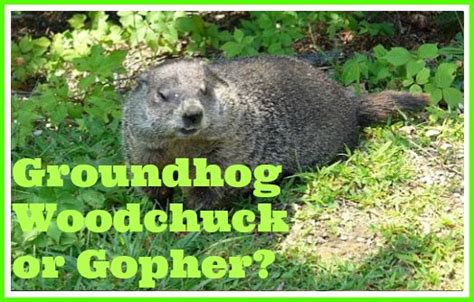 Groundhog Facts - Animal Facts Encyclopedia