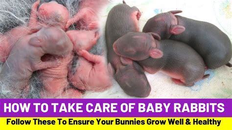 How To Take Care Of Baby Rabbits - Askexcitement5