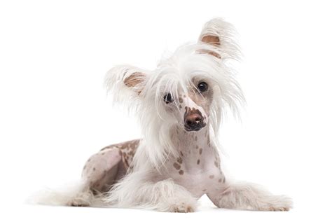 Chinese Crested Breed Guide | Petbarn