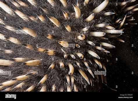 Short-beaked Echidna (Tachyglossus aculeatus) spines in defensive posture, Tasmania, Australia ...