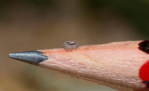 Peacock Spiders Discovered: See Photos of the New Species | Time