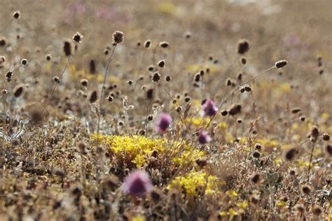 The land on the Ö of Öland - Sweden — Ukulele Road Trips