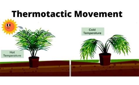 Tactic Movement in Plants-Definition and Examples