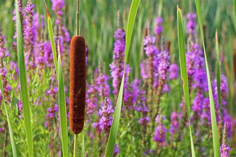 Purple Loosestrife And Cattail Plants Photograph by Jim West - Fine Art America