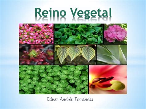 REINOS DE LA NATURALEZA: REINO VEGETAL