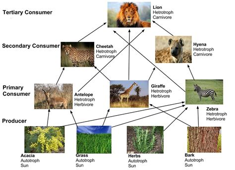 lion food web diagram Piramida rantai sebuah ekosistem jaring ...