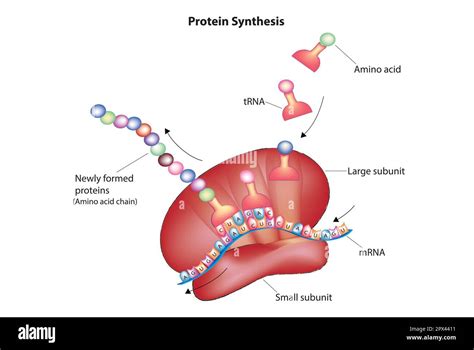 Protein Synthesis Diagram For Kids