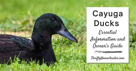 Cayuga Ducks - Essential Information & Owner's Guide