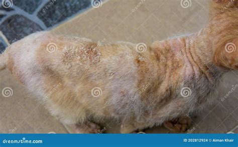 Close Up of Ringworm, Skin Fungal Infection at the Back of a Stray Orange Cat Body. Stock Photo ...