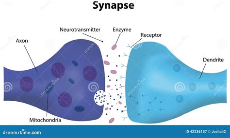 Synapse Labeled Diagram Stock Vector - Image: 42236157