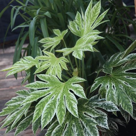 Buy Japanese aralia ( syn. Fatsia Tsumugi-shibori ) Fatsia japonica Spider's Web: £55.99 ...