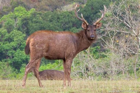 Sambar Deer, India By William Mullins | ubicaciondepersonas.cdmx.gob.mx