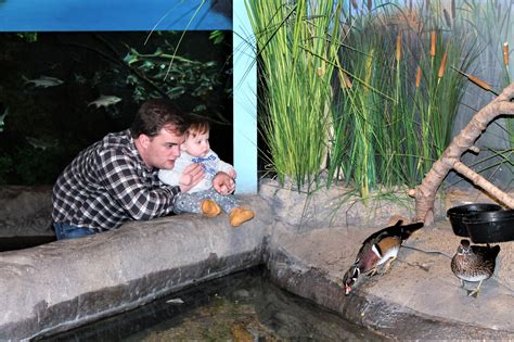 things to do in salt lake city, a visit to the aquarium! - Cherrington Chatter