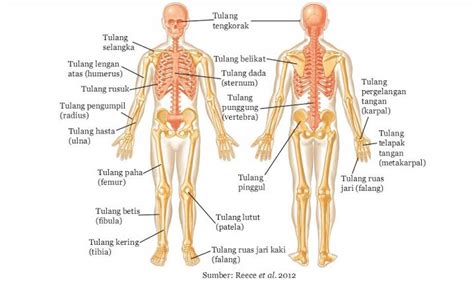 Bagaimana Kerja Sistem Otot Pada Tubuh Hewan dan Manusia? | Belajar ...