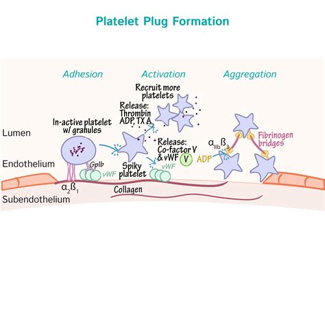 Physiology Glossary: Hemostasis - Advanced | Draw It to Know It