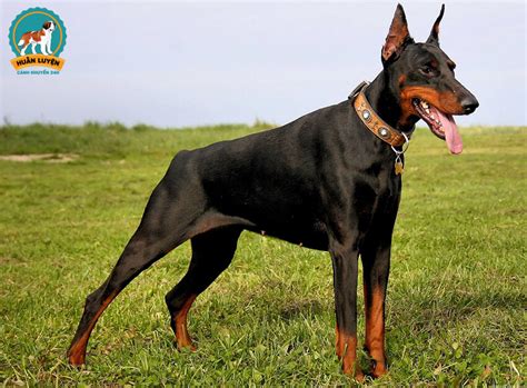 Chó Doberman – Cách nhận biết chó Doberman Pinscher thuần chủng