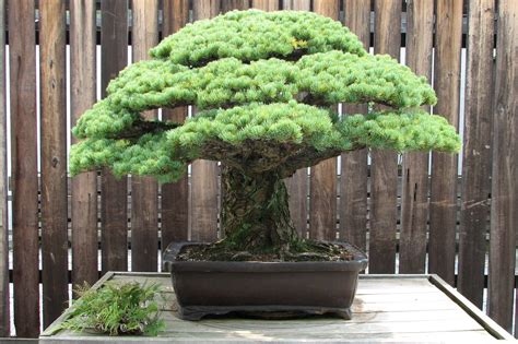 The Yamaki pine. A bonsai of a white pine, at least 375 years old. : pics