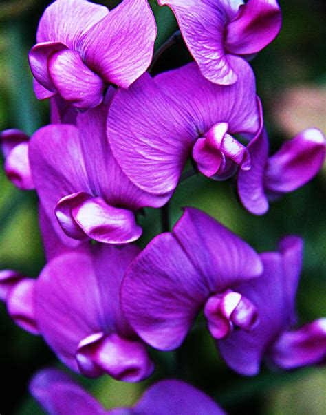 Dark Purple Orchid Photograph by Xt Leavitt