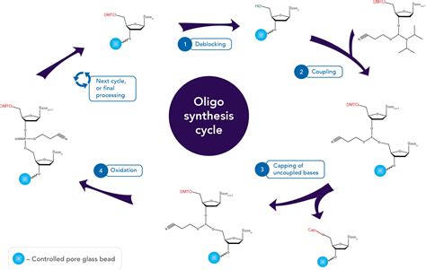 Oligo synthesis: Coupling efficiency and quality control | IDT