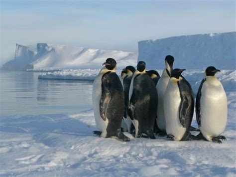 Poop stains visible from space reveal hidden colonies of Antarctic penguins | Space