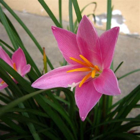 Zephyranthes Candida Bulbs, 1 Bulb/pack – GreenSeedGarden