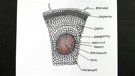 Diagram Of Monocot Root || Labelled Diagram Of Monocot Root || Class 11 || Biology - YouTube