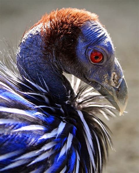 World Bird Sanctuary: Really Weird Birds: Vulturine Guineafowl