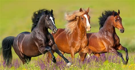 25 Common Horse Coat Colors & Patterns