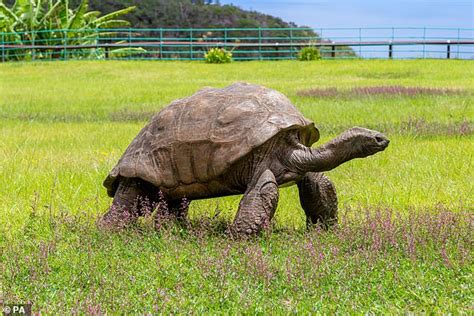 Jonathan the Seychelles Giant Tortoise - 190 year old tortoise - Page 1 ...