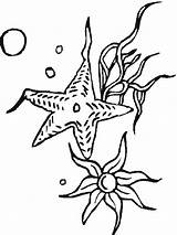 Seastar coloring  Free Animal Pages Sheets sketch template