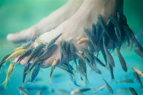 Premium Photo | Rufa garra fish spa pedicure massage treatment, closeup of feet and fish in water.