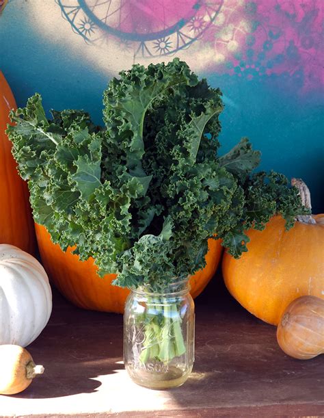 Curly Kale Bunches - Far Out FarmGirl