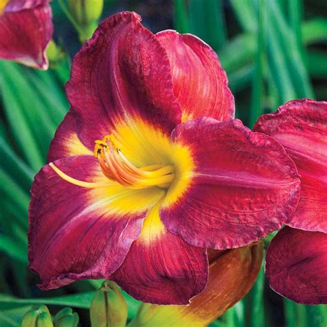 Passion for Red Daylily | Shop Hemerocallis | Spring Hill – Spring Hill Nursery