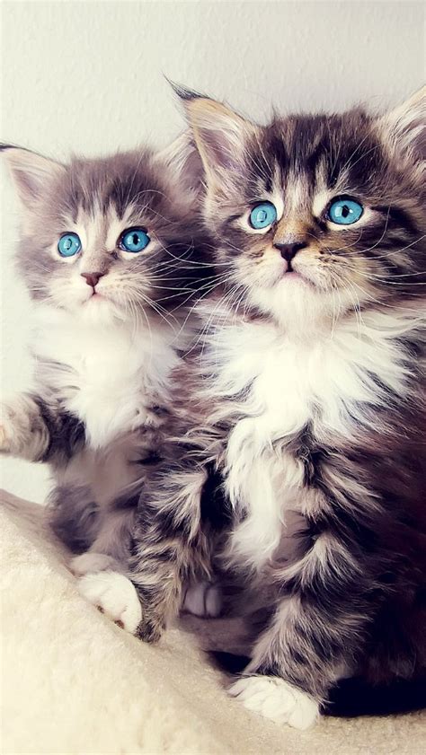 Cute Blue Eyed Kittens iPhone 5 Wallpaper | Kittens cutest, Pets, Kittens