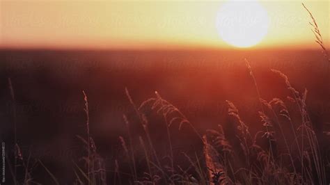 "Meadow Grass Sunset Sun Summer Nature Outdoors Landscape Scenic" by ...