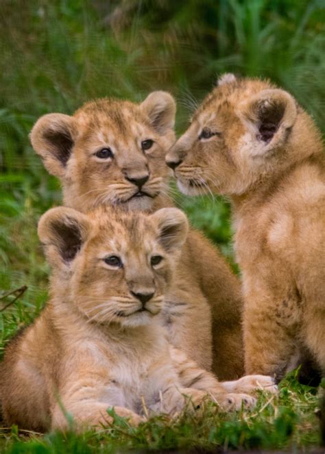 Lion Triplets Are Three Times the Fun - ZooBorns