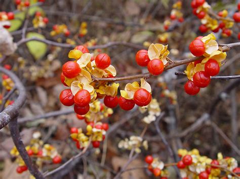 Celastrus orbiculatus (Asian bittersweet, Asiatic bittersweet): Go Botany