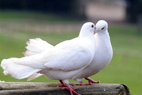 White Dove Meaning – What Does a White Dove Symbolize? – Seattle White Dove