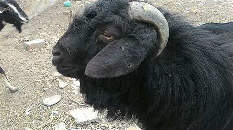 Black Bengal Goat at Rs 5000/number | Black Bengal Goat in Kolkata | ID: 13361835248