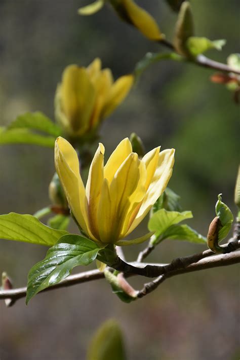 Ultimate Yellow Magnolia (Magnolia 'Ultimate Yellow') in Boston Hopkinton Chelmsford Hingham ...