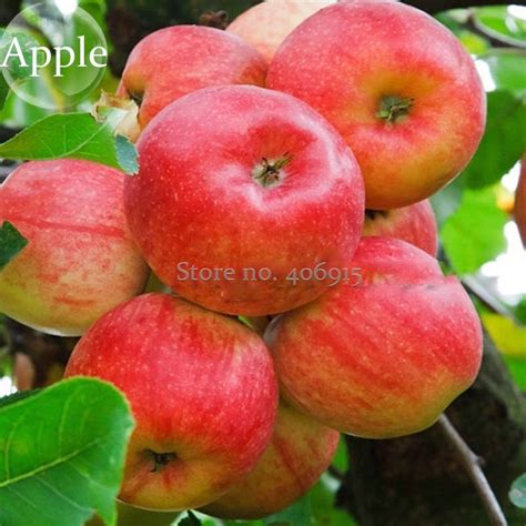 US$ 0.65 - Bonsai Apple Tree Seeds Garden Yard Outdoor Living Fruit ...