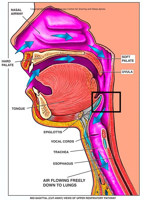 Video | Sleep Endoscopy Centre For Snoring And Sleep Apnea